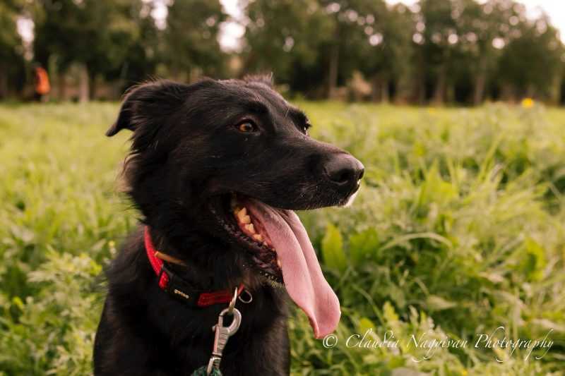 Son Reus acoge un nuevo desfile de adopción